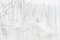 Birch and pond